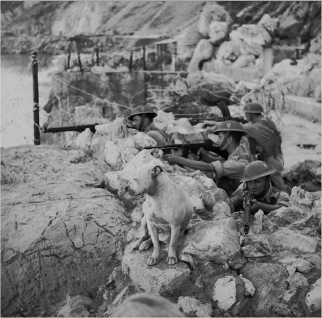Soldiers of the 4th Battalion, The Black Watch, guard positions above Sandy Bay, Gibraltar during the Second World War, accompanied in the foreground by their battalion mascot, “Grandy.”
📸Kenneth Busuttil
#gibraltar #ww2 #history #military #lestweforget